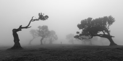 Gnarled Trees In Mist by Jochen Bongaerts