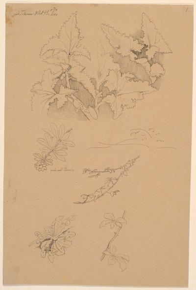 Leaf and Flower Studies by Johan Thomas Lundbye