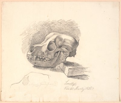 Dog Skull. Below, Unfinished Study of the Same Subject by Johan Thomas Lundbye