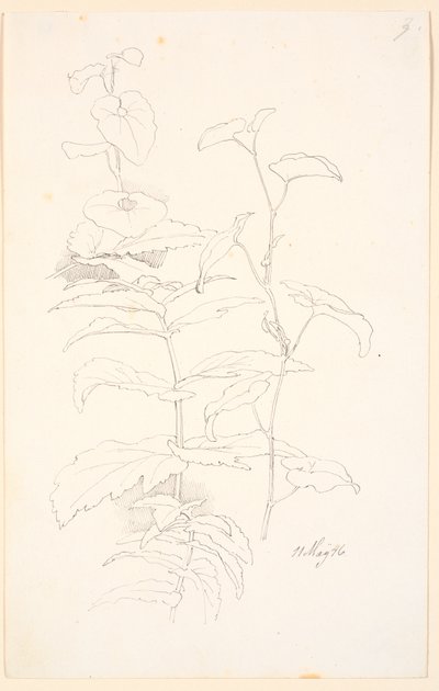 Plant Studies, including Morning Glory by Johan Thomas Lundbye