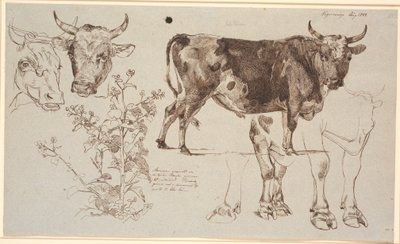 Study Sheet from Vognserup. Left: Two Cow Heads, Below a Dock Leaf. From the Middle to the Right: A Standing Bull, Below Studies of Its Legs by Johan Thomas Lundbye