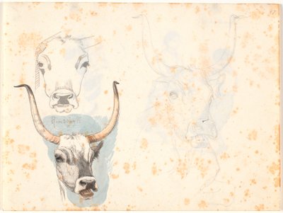 Three Studies of the Head of a Roman Ox by Johan Thomas Lundbye
