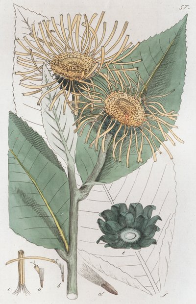 Elecampane Inula Helenium by Johan Wilhelm Palmstruch