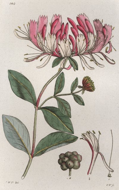 Honeysuckle Lonicera periclymenum by Johan Wilhelm Palmstruch