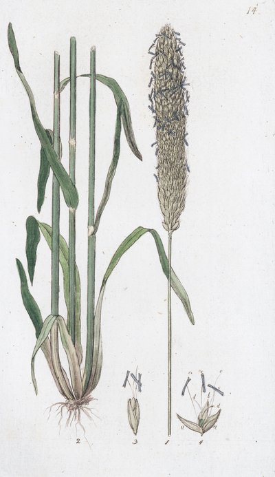 Meadow Foxtail (Alopecurus pratensis) by Johan Wilhelm Palmstruch