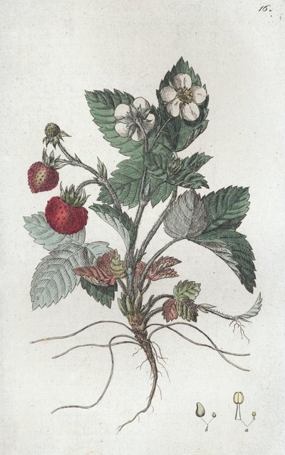 Wild Strawberry Fragaria vesca by Johan Wilhelm Palmstruch