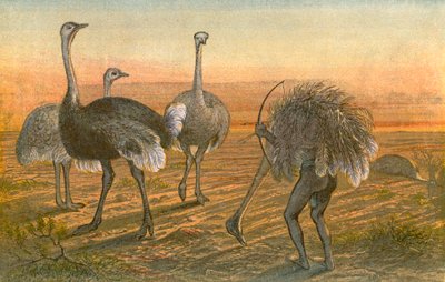 The Ostrich - 