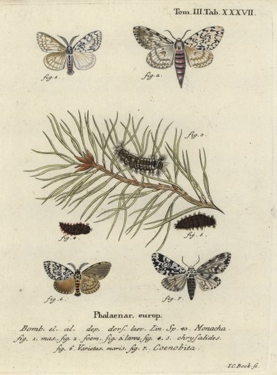 Black Arches and Owlet Moth by Johann Carl Bock