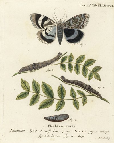 Blue Underwing Moth or Clifden Nonpareil. Handcoloured Copperplate Engraving by Johann Carl Bock by Johann Carl Bock
