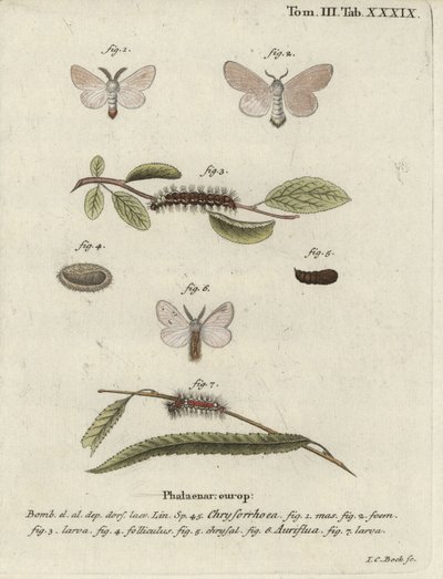 Brown-tail moth, Euproctis chrysorrhoea by Johann Carl Bock