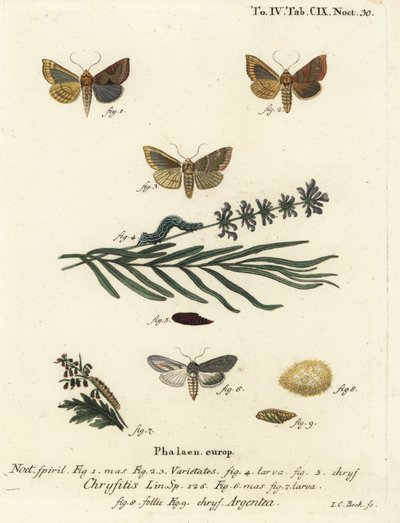 Burnished brass moth, Diachrysia chrysitis, and green silver-spangled shark, Cucullia argentea. Handcoloured copperplate engraving by Johann Carl Bock after Eugenius Johann Christoph Esper’s Die Schmetterlinge in Abbildungen nach der Natur, Erlangen by Johann Carl Bock