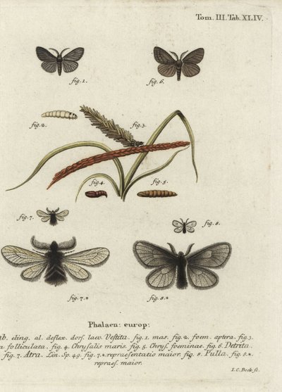Canephora Hirsuta, Ocneria Detrita and Epichnopterix Plumella by Johann Carl Bock