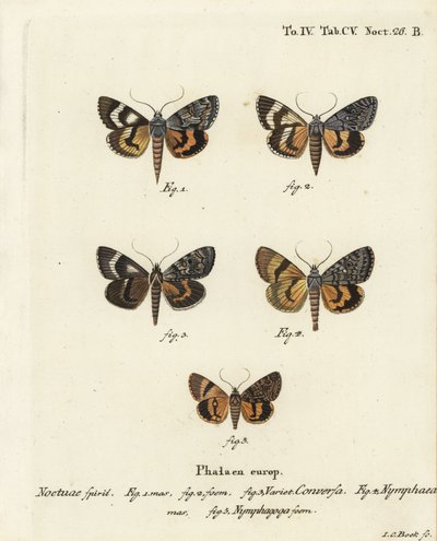 Catocala Conversa, Catocala Nymphaea, and Oak Yellow Underwing. Handcoloured Copperplate Engraving by Johann Carl Bock by Johann Carl Bock