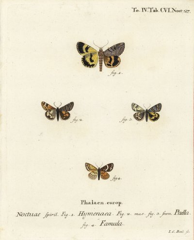 Catocala Hymenaea, Amerila Puella, and Isturgia Famula Moths (Illustration from Die Schmetterlinge) by Johann Carl Bock