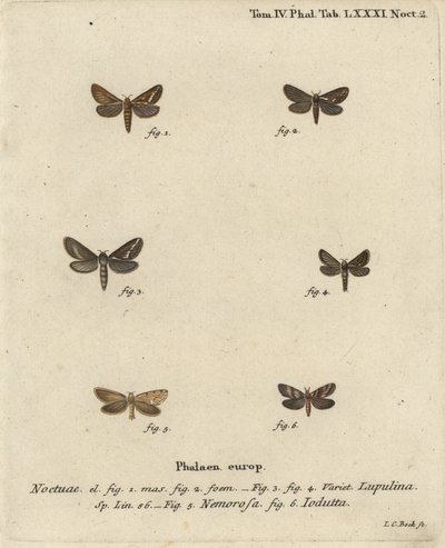 Common Swift Moth, Gold Swift, and Pharmacis Carna (Illustration from Die Schmetterlinge) by Johann Carl Bock