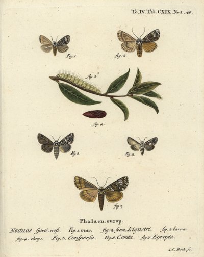 Coronet Moth, Marbled Coronet, Varied Coronet, and Green Arches (Illustration from Die Schmetterlinge) by Johann Carl Bock