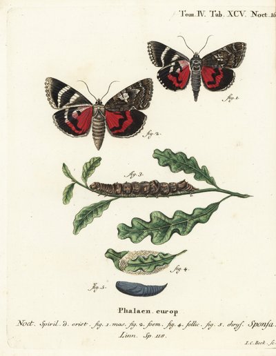 Dark crimson underwing, Catocala sponsa. Handcoloured copperplate engraving by Johann Carl Bock after Eugenius Johann Christoph Esper’s Die Schmetterlinge in Abbildungen nach der Natur, Erlangen by Johann Carl Bock