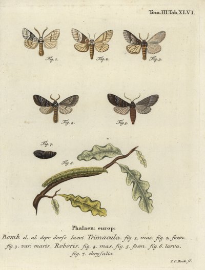 Drymonia dodonaea moth by Johann Carl Bock