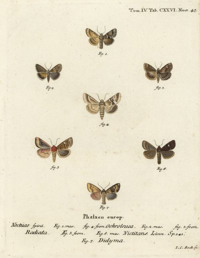 Dusky Sallow, Cynaeda Dentalis, Ear Moth, and Common Rustic. Handcoloured Copperplate Engraving by Johann Carl Bock by Johann Carl Bock