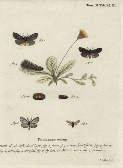 Epatolmis caesarea and Penthophera morio moths by Johann Carl Bock
