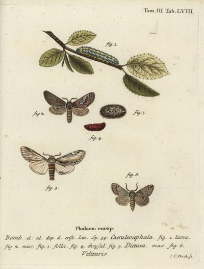 Figure of eight, swallow prominent and Drymonia velitaris moth by Johann Carl Bock