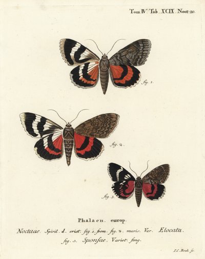 French Red Underwing and Dark Crimson Underwing Variety. Handcoloured Copperplate Engraving by Johann Carl Bock by Johann Carl Bock