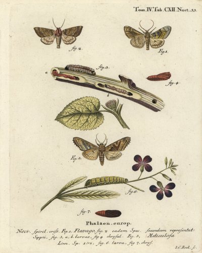 Frosted Orange Moth and Angle Shades (Illustration from Die Schmetterlinge) by Johann Carl Bock
