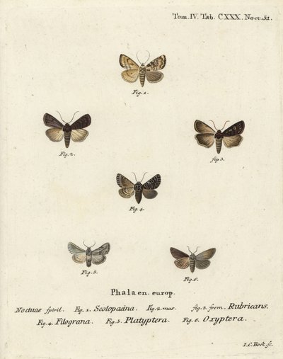Garden dart, Euxoa nigricans, Hadena filograna, antirrhinum brocade, Calophasia platyptera, Simyra nervosa. Handcoloured copperplate engraving by Johann Carl Bock after Eugenius Johann Christoph Esper’s Die Schmetterlinge in Abbildungen nach der Natur by Johann Carl Bock