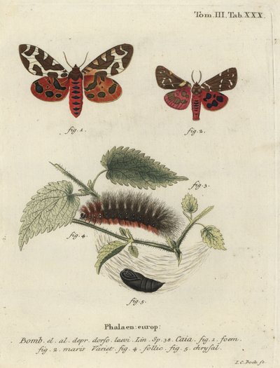 Garden tiger moth or great tiger moth, Arctia caja by Johann Carl Bock