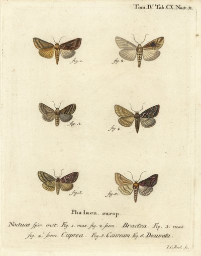 Gold Spangle, Euchalcia Modestoides, Lamprotes C-Aureum, and Panchrysia Deaurata. Handcoloured Copperplate Engraving by Johann Carl Bock by Johann Carl Bock