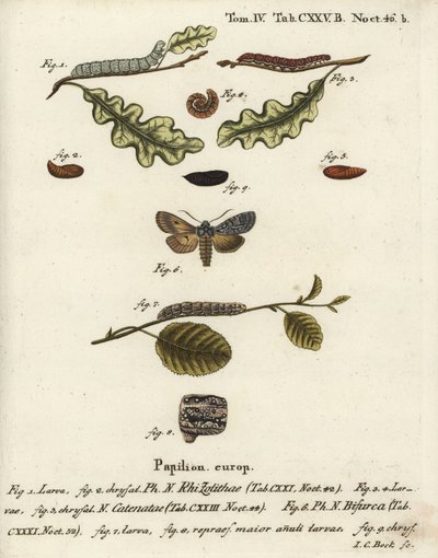 Grey Shoulder Knot, Lithophane Ornitopus, Flounced Chestnut, Agrochola Helvola, Conformist, Lithophane Furcifera. Handcoloured Copperplate Engraving by Johann Carl Bock after Eugenius Johann Christoph Esper’s Die Schmetterlinge in Abbildungen by Johann Carl Bock