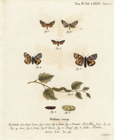 Handmaid Moth and Orange Underwing. Handcoloured Copperplate Engraving by Johann Carl Bock by Johann Carl Bock