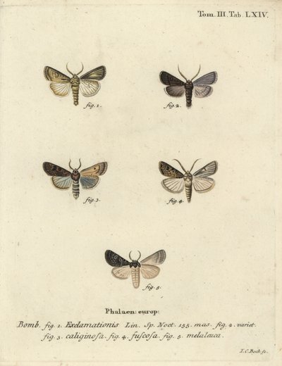 Heart and dart moth, turnip moth and silver cloud by Johann Carl Bock