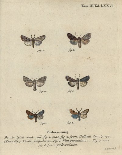 Hebrew character, black-spot chestnut, small quaker moth, etc. by Johann Carl Bock