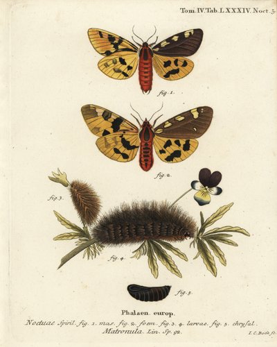 Large Tiger Moth, Male and Female. Handcoloured Copperplate Engraving by Johann Carl Bock after Eugenius Johann Christoph Esper’s Die Schmetterlinge in Abbildungen nach der Natur, Erlangen by Johann Carl Bock