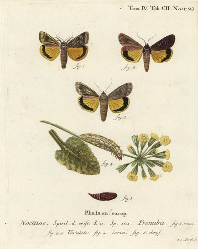 Large Yellow Underwing and Varieties. Handcoloured Copperplate Engraving by Johann Carl Bock after Eugenius Johann Christoph Esper’s Die Schmetterlinge in Abbildungen nach der Natur, Erlangen by Johann Carl Bock