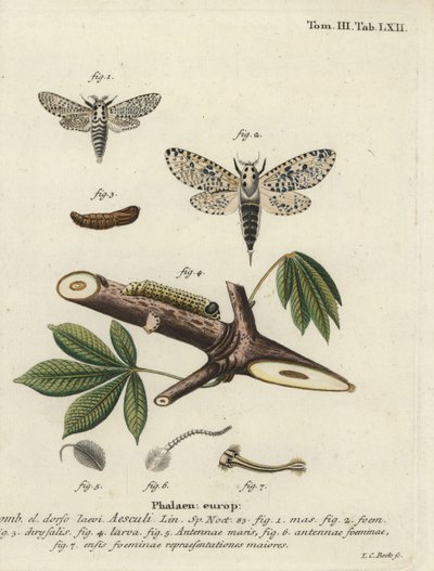 Leopard Moth, Zeuzera Pyrina by Johann Carl Bock