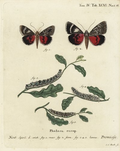 Light Crimson Underwing Moth. Handcoloured Copperplate Engraving by Johann Carl Bock after Eugenius Johann Christoph Esper’s Die Schmetterlinge in Abbildungen nach der Natur, Erlangen by Johann Carl Bock