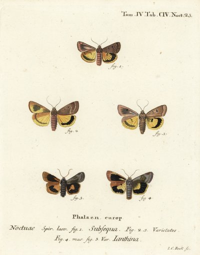Lunar yellow underwing, Noctua orbona, and lesser broad-bordered yellow underwing or Langmaid