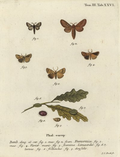 Malacosoma franconicum moth and festoon, Apoda limacodes by Johann Carl Bock