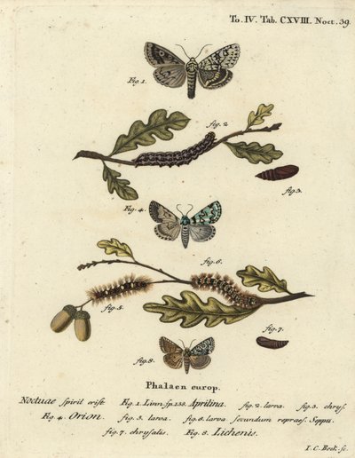 Merveille du jour, Dichonia aprilina 1-4, scarce merveille du jour, Moma alpium 5-7, and marbled green, Cryphia muralis 8. Handcoloured copperplate engraving by Johann Carl Bock after Eugenius Johann Christoph Esper’s Die Schmetterlinge in Abbildungen nach by Johann Carl Bock