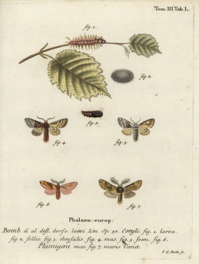 Nut-Tree Tussock and Plumed Prominent by Johann Carl Bock