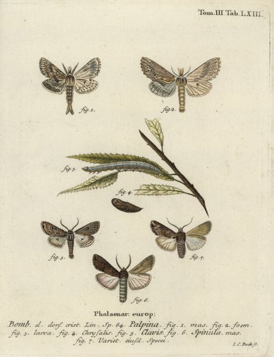 Pale prominent, heart and club, and dark sword-grass by Johann Carl Bock