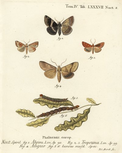 Passenger Moth, Dun-Bar, Double Dart or Soothsayer (Illustration from Die Schmetterlinge) by Johann Carl Bock