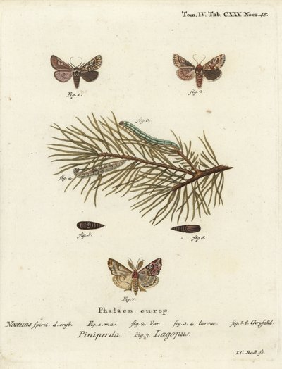 Pine Beauty and Latin Moth. Handcoloured Copperplate Engraving by Johann Carl Bock by Johann Carl Bock