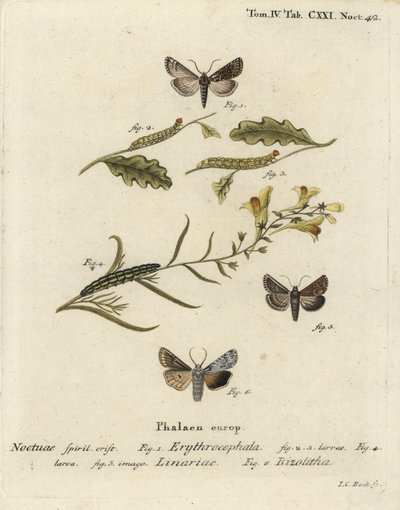 Red-headed chestnut, Conistra erythrocephala 1-4, toadflax brocade, Calophasia lunula 5 and grey shoulder knot, Lithophane ornitopus 6. Handcoloured copperplate engraving by Johann Carl Bock after Eugenius Johann Christoph Esper’s Die Schmetterlinge in Abb by Johann Carl Bock
