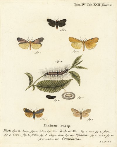 Red-necked footman, Atolmis rubricollis, four-spotted footman, Lithosia quadra, and buff footman, Katha depressa. Handcoloured copperplate engraving by Johann Carl Bock after Eugenius Johann Christoph Esper’s Die Schmetterlinge in Abbildungen nach der Natu by Johann Carl Bock