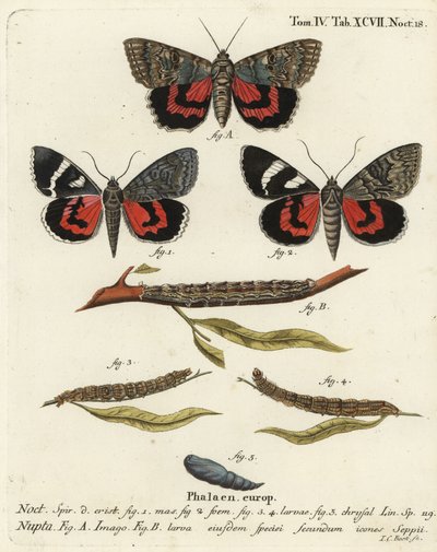 Red underwing moth, Catocala nupta. Handcoloured copperplate engraving by Johann Carl Bock after Eugenius Johann Christoph Esper’s Die Schmetterlinge in Abbildungen nach der Natur, Erlangen by Johann Carl Bock