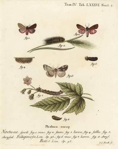 Ruby tiger moth, Phragmatobia fuliginosa 1-5, and peach blossom moth, Thyatira batis 6-8. Handcoloured copperplate engraving by Johann Carl Bock after Eugenius Johann Christoph Esper’s Die Schmetterlinge in Abbildungen nach der Natur, Erlangen by Johann Carl Bock