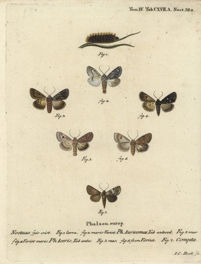 Scarce Dagger, Acronicta Auricoma, Sycamore Moth, Acronicta Aceris, Nutmeg Moth, Hadula Trifolii, and Varied Coronet, Hadena Compta. Handcoloured Copperplate Engraving by Johann Carl Bock after Eugenius Johann Christoph Esper’s Die Schmetterlinge in Abbild by Johann Carl Bock